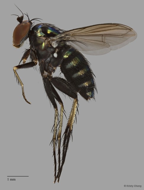 Paraclius sp. "adligatoides"•&copy; Kristy Chang•All Rights Reserved