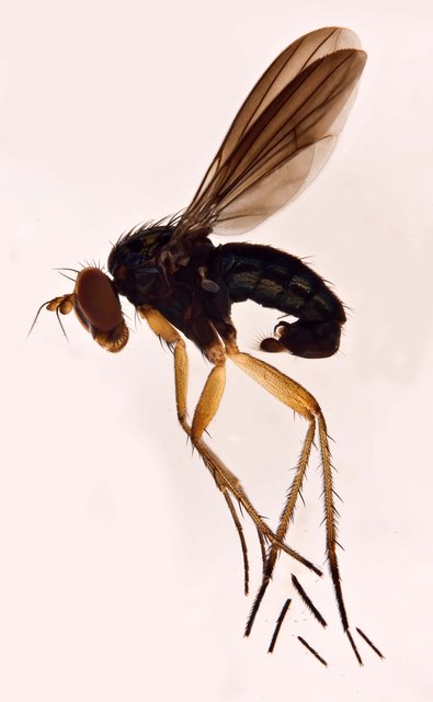 Paraclius sp. "Ma1758"•&copy; Jayanthi Puniamoorthy•All Rights Reserved