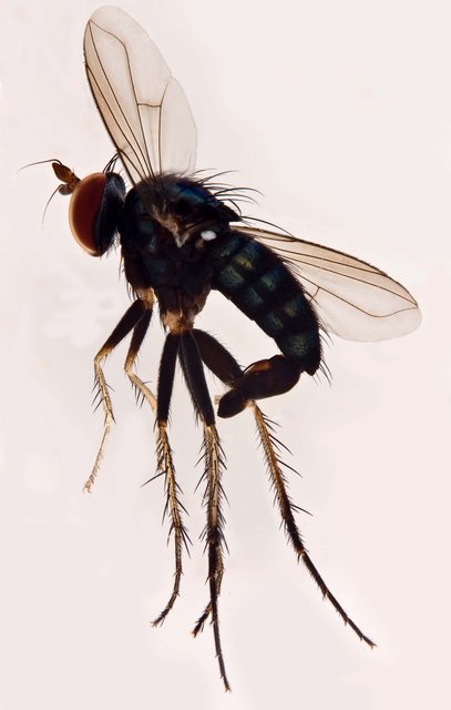 Paraclius sp. "nr.adligatus"•&copy; Jayanthi Puniamoorthy•All Rights Reserved