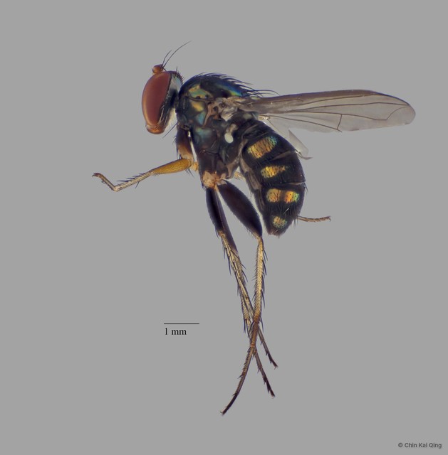 Paraclius sp. "pr adligatus"•&copy; Chin Kai Qing•All Rights Reserved
