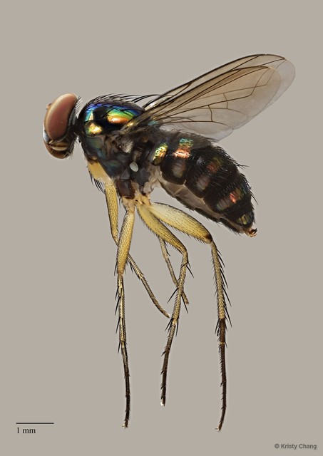 Paraclius sp. "pr digitatus"•&copy; Kristy Chang•All Rights Reserved