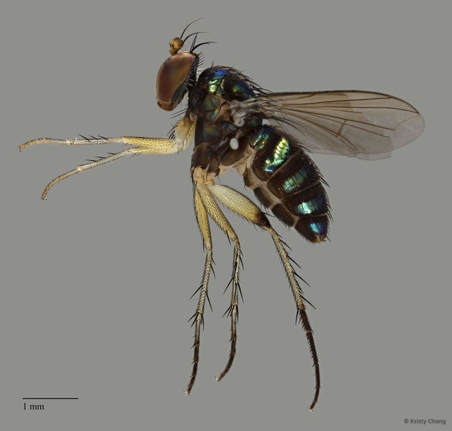 Paraclius sp. "pr. serratus"•&copy; Kristy Chang•All Rights Reserved