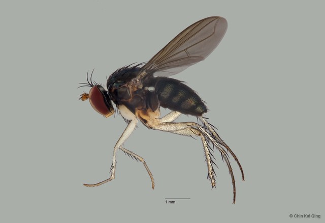 Paraclius sp. "yellow coxae"•&copy; Chin Kai Qing•All Rights Reserved