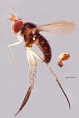 Paraclius crassatus•&copy; Jayanthi Puniamoorthy•All Rights Reserved