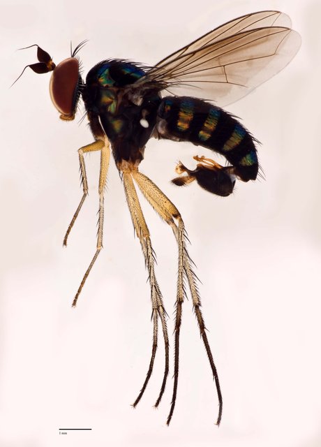 Paraclius polychaetus•&copy; Jayanthi Puniamoorthy•All Rights Reserved