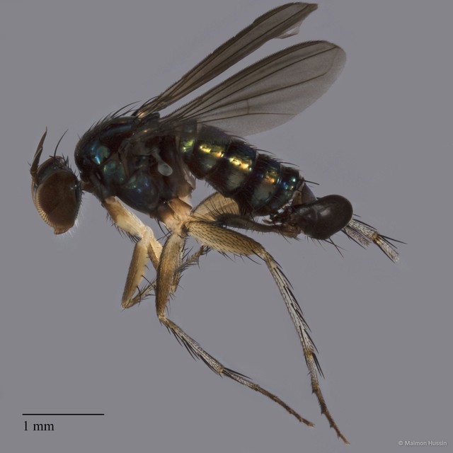 Physopyga sp. "longicauda 1"•&copy; Maimon Hussin•All Rights Reserved