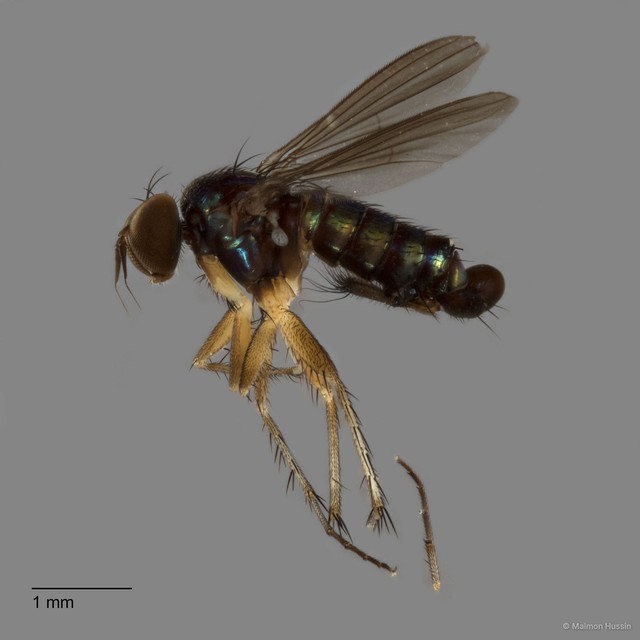 Physopyga sp. "longicauda 2"•&copy; Maimon Hussin•All Rights Reserved