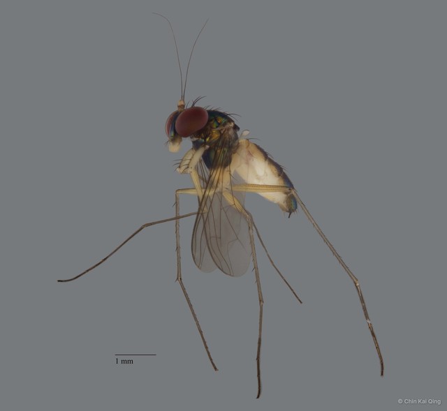 Plagiozopelma sp. "1"•&copy; Chin Kai Qing•All Rights Reserved
