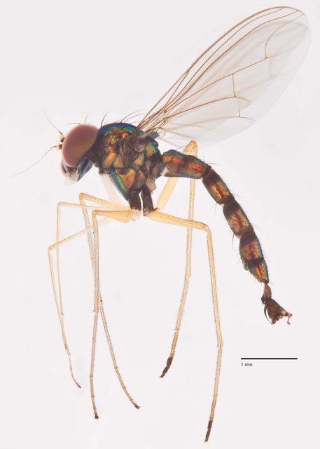 Plagiozopelma sp. "Ma4855"•&copy; Jayanthi Puniamoorthy•All Rights Reserved