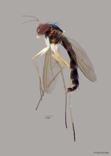 Plagiozopelma sp. "Si492"•&copy; Chin Kai Qing•All Rights Reserved