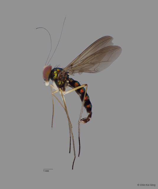 Plagiozopelma alutiferum•&copy; Chin Kai Qing•All Rights Reserved