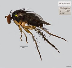 Pseudohercostomus singaporensis•&copy; Rene Ong•All Rights Reserved