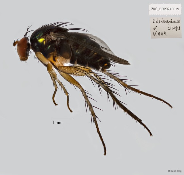 Pseudohercostomus singaporensis•&copy; Rene Ong•All Rights Reserved