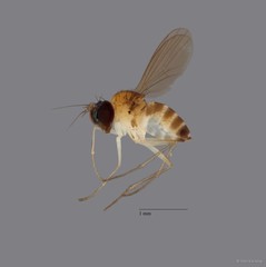 Sympycnus sp. "long pedicel"•&copy; Chin Kai Qing•All Rights Reserved