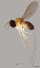 Sympycnus sp. "long pedicel"•&copy; Chin Kai Qing•All Rights Reserved