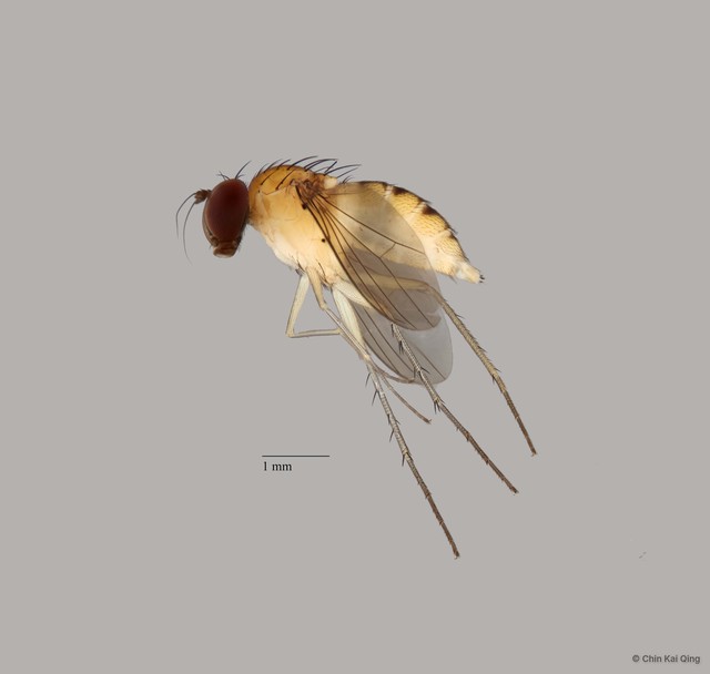 Sympycnus sp. "stripe on meso"•&copy; Chin Kai Qing•All Rights Reserved