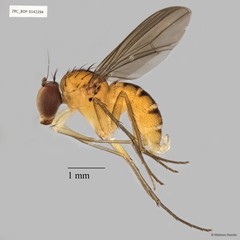 Sympycnus sp. "stripe on meso"•&copy; Maimon Hussin•All Rights Reserved
