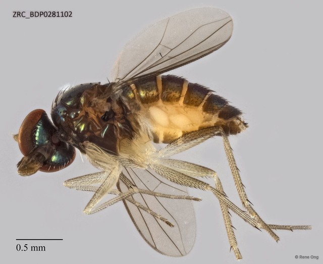 Systenus sp. "87d1360a"•&copy; Rene Ong•All Rights Reserved