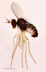Systenus sp. "Ma5268"