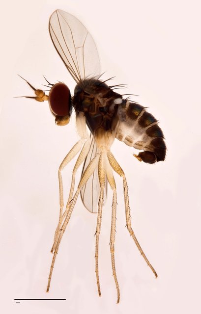 Systenus sp. "Ma5268"•&copy; Jayanthi Puniamoorthy•All Rights Reserved