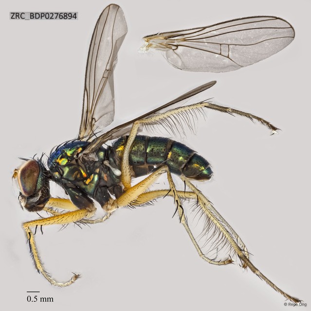 Thinophilus sp. "a"•&copy; Rene Ong•All Rights Reserved