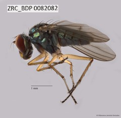 Thinophilus sp. "ZRCBDP0082082"•&copy; Villanueva Jeremie Gonzales•All Rights Reserved