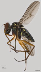 Thinophilus sp. "ZRCBDP0082082"•&copy; Rene Ong•All Rights Reserved