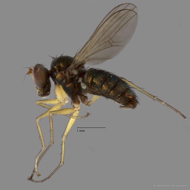 Thinophilus asiobates•&copy; Miteshravin S/O Ravindran•All Rights Reserved