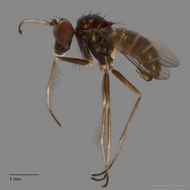 Thinophilus longicilia•&copy; Miteshravin S/O Ravindran•All Rights Reserved