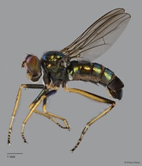 Thinophilus nigrilineatus•&copy; Kristy Chang•All Rights Reserved