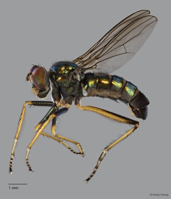 Thinophilus nigrilineatus•&copy; Kristy Chang•All Rights Reserved