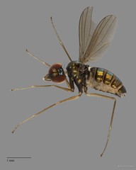 Thinophilus parmatus•&copy; Kristy Chang•All Rights Reserved