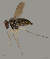 Thinophilus parmatus•&copy; Kristy Chang•All Rights Reserved