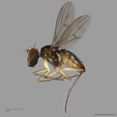 Thinophilus setiventris•&copy; Miteshravin S/O Ravindran•All Rights Reserved