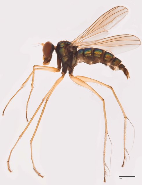 Thinophilus superbus•&copy; Jayanthi Puniamoorthy•All Rights Reserved