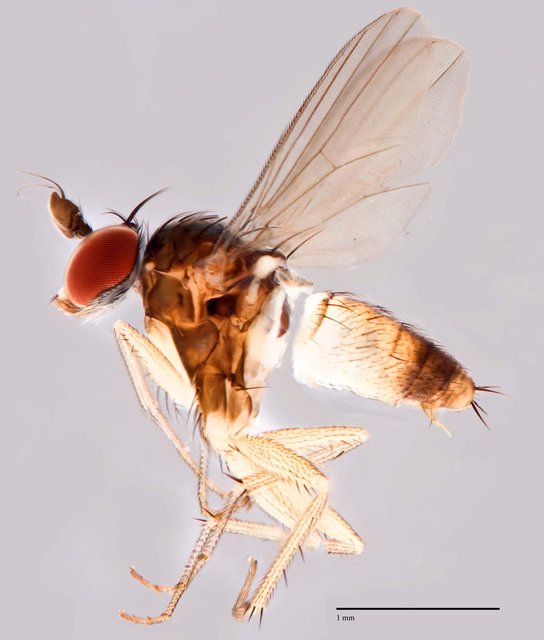 Trigonocera sp. "SCI4"•&copy; Jayanthi Puniamoorthy•All Rights Reserved