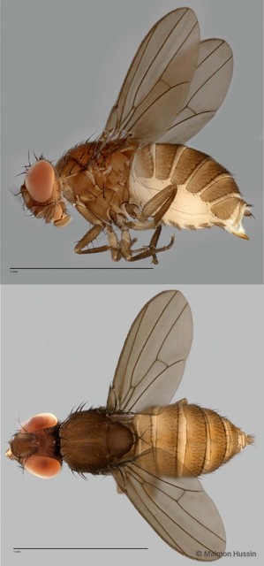 Drosophilidae sp. "cf. Drosophila ZRCBDP0021603"•&copy; Maimon Hussin•All Rights Reserved