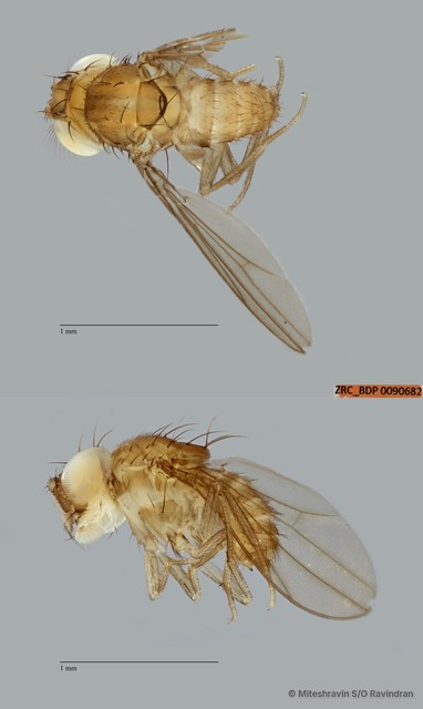 Drosophilidae sp. "cf. Drosophila ZRCBDP0090682"•&copy; Miteshravin S/O Ravindran•All Rights Reserved