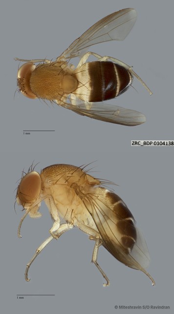 Drosophilidae sp. "cf. Gitona ZRCBDP0091043"•&copy; Miteshravin S/O Ravindran•All Rights Reserved