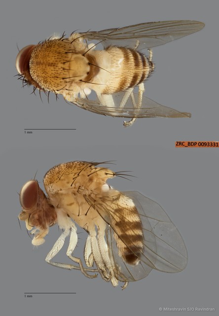 Drosophilidae sp. "cf. Gitona ZRCBDP0093331"•&copy; Miteshravin S/O Ravindran•All Rights Reserved