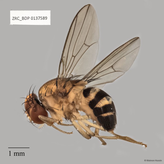 Drosophilidae sp. "cf. Gitona ZRCBDP0137589"•&copy; Maimon Hussin•All Rights Reserved
