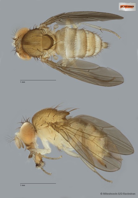 Drosophilidae sp. "cf. Hirtodrosophila ZRCBDP0104974"•&copy; Miteshravin S/O Ravindran•All Rights Reserved