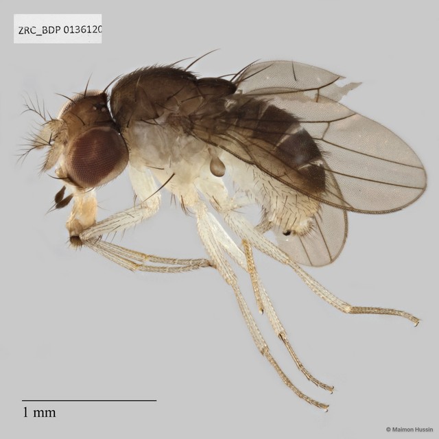 Drosophilidae sp. "cf. Hirtodrosophila ZRCBDP0136120"•&copy; Maimon Hussin•All Rights Reserved