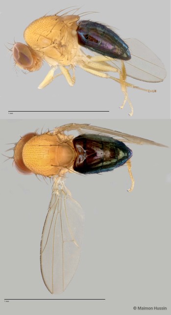 Drosophilidae sp. "cf. Liodrosophila ZRCBDP0025286"•&copy; Maimon Hussin•All Rights Reserved