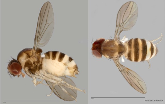 Drosophilidae sp. "cf. Liodrosophila ZRCBDP0025306"•&copy; Maimon Hussin•All Rights Reserved