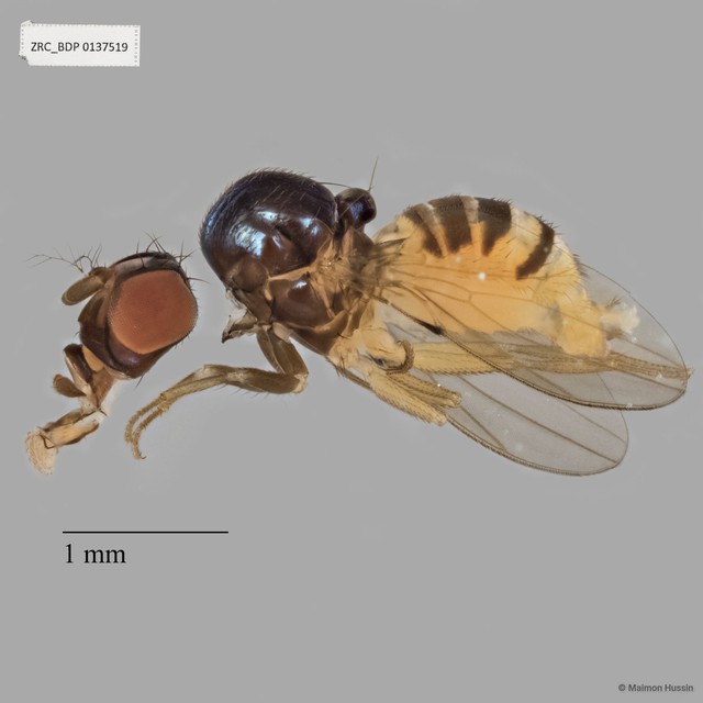 Drosophilidae sp. "cf. Mycodrosophila ZRCBDP0137519"•&copy; Maimon Hussin•All Rights Reserved