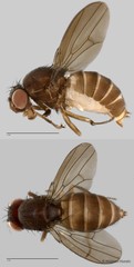 Drosophilidae sp. "cf. Scaptodrosophila ZRCBDP0019722"•&copy; Maimon Hussin•All Rights Reserved