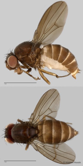 Drosophilidae sp. "cf. Scaptodrosophila ZRCBDP0019722"•&copy; Maimon Hussin•All Rights Reserved