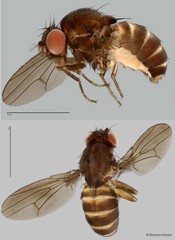 Drosophilidae sp. "cf. Scaptodrosophila ZRCBDP0019722"•&copy; Maimon Hussin•All Rights Reserved