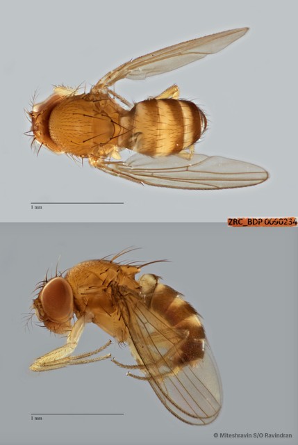 Drosophilidae sp. "cf. Scaptodrosophila ZRCBDP0090234"•&copy; Miteshravin S/O Ravindran•All Rights Reserved